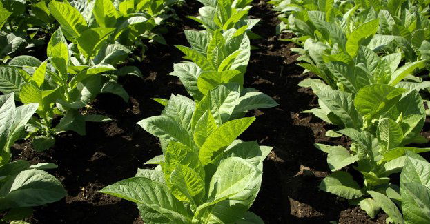 Zarzut za posiadanie tytoniu i papierosów z kontrabandy dla 65-latka