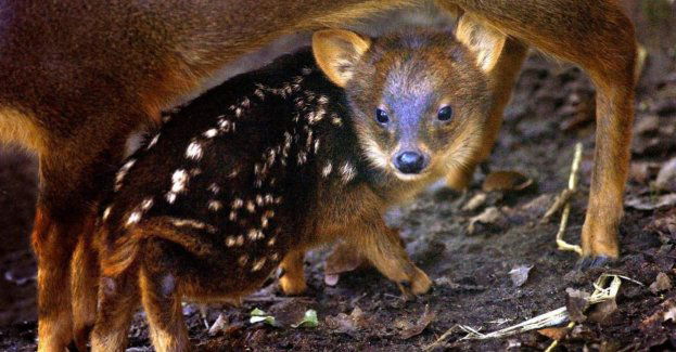 W stołecznym zoo urodził się drugi najmniejszy jeleń świata