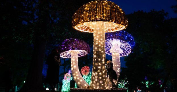Dzięki parkowi iluminacji poznańska uczelnia przyrodnicza może inwestować w ogród dendrologiczny