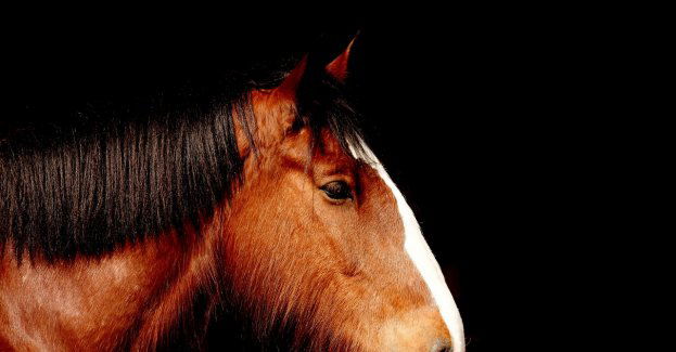 Warmińsko-mazurskie/ Strażacy uratowali konia, który wpadł do głębokiego rowu