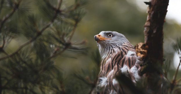 Leśny Park Niespodzianek szuka myszołowa, który uciekł z pokazu ptaków drapieżnych