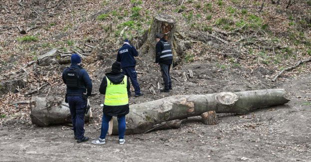 Konar ściętego drzewa przygniótł przedszkolaków i przedszkolankę w szczecińskiej Puszczy Bukowej