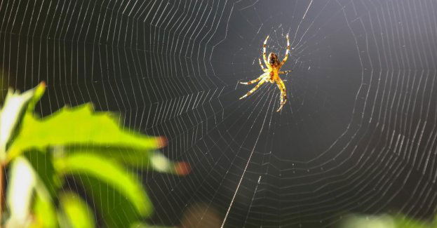 Pająki wskaźnikiem zanieczyszczenia środowiska