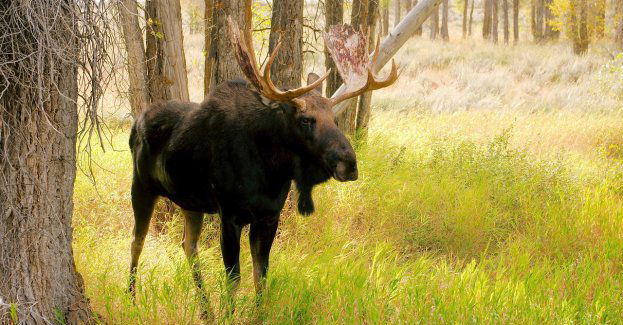 Niecodzienny wypadek z ofiarami, czyli zderzenie osobówki z łosiem