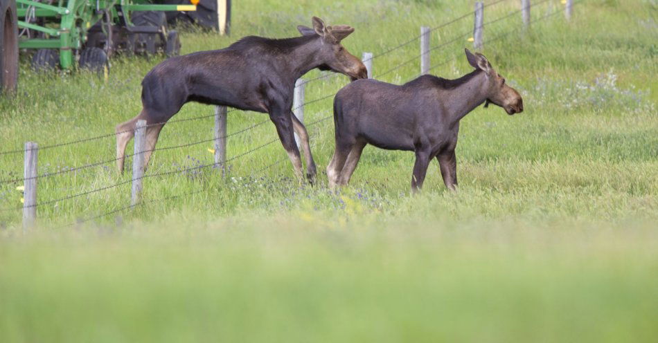 zdjęcie: Kolejny łoś zginął na ostrym płocie prywatnej działki w Osieku nad Wisłą / v5189483