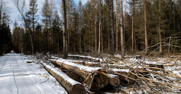 Resort klimatu nie prowadzi prac mających na celu rozszerzenie parku na całą Puszczę Białowieską