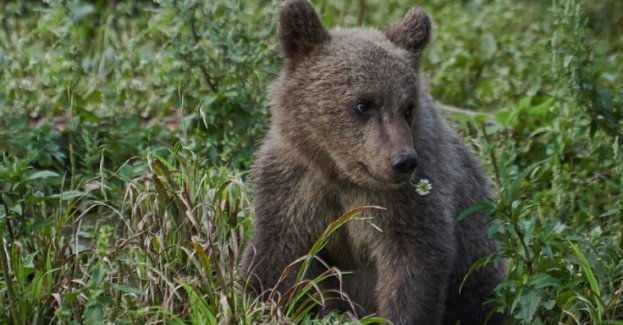 Pierwsze niedźwiedzie opuściły gawry