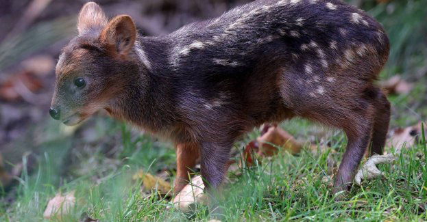 Pralinka - to imię samiczki jednego z najmniejszych jeleni świata w zoo w Warszawie