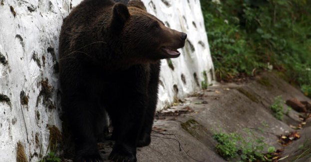 W regionie żyje ok. 300 niedźwiedzi, z tego 30 osobników w pobliżu ludzi
