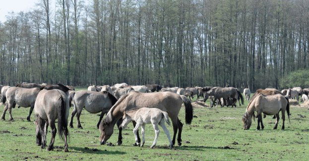 Śledztwo ws. działania na szkodę stadniny koni w Janowie Podlaskim