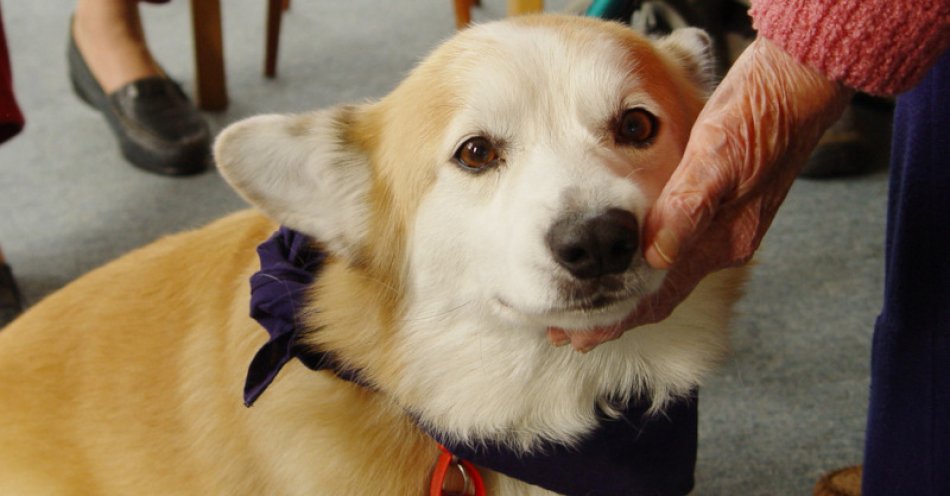 zdjęcie: Czworonożni przyjaciele: jak psy wspierają zdrowie i dobrostan seniorów / fot/newseria