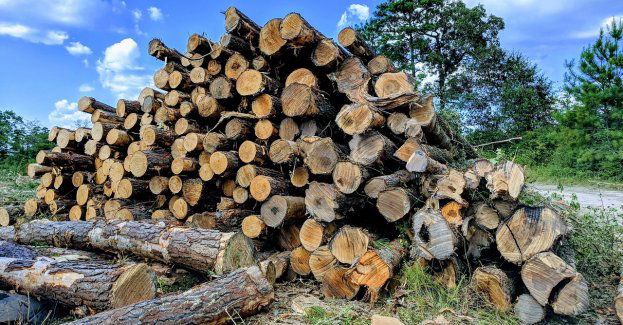 Policjanci pracowali na miejscu wypadku przy wycince drzew