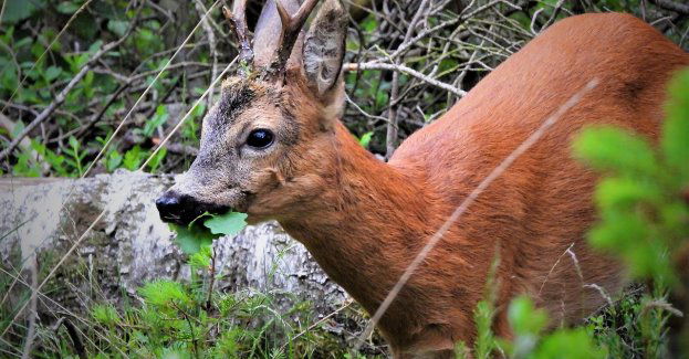 Kolizja ze zwierzyną leśną koło Robaczewa