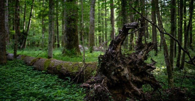 Większość Polaków ocenia, że w Puszczy Białowieskiej nie powinno się pozyskiwać drewna i polować