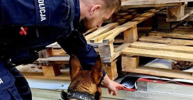 Policjanci szkolą służbowe psy do zadań specjalnych