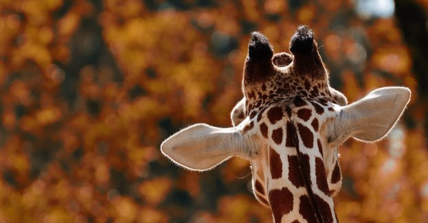 W sobotę nieczynne będzie poznańskie Nowe ZOO