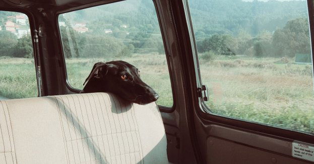 Przed nami gorące dni. Pod żadnym pozorem nie pozostawiajmy dzieci i zwierząt w rozgrzanym samochodzie