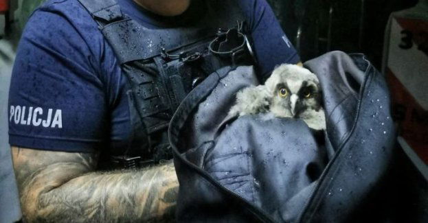 Mała sówka uratowana ze środka jezdni