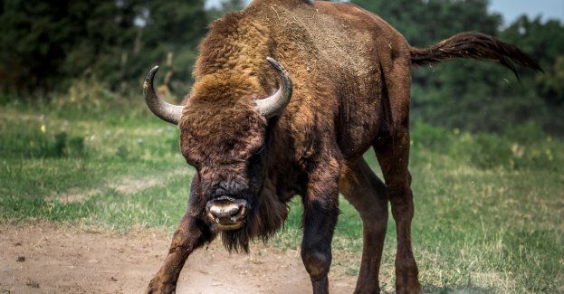Młody żubr zastrzelony w okolicy Tuczna