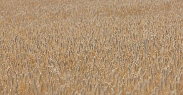 Susza pogłębia się, jest w 14 województwach, najbardziej dotyka zboża jare