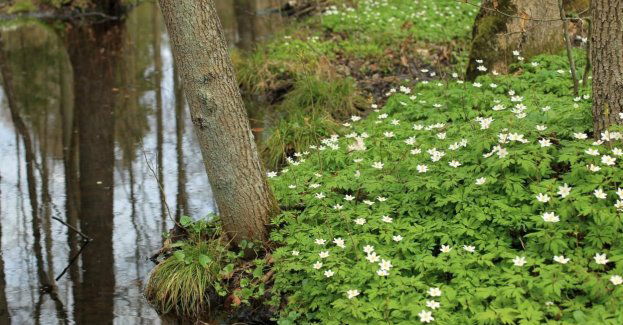 Rusza ogólnopolski projekt ochrony torfowisk i mokradeł
