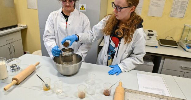 W Szczecinie powstały świąteczne pierniki z dodatkiem mąki ze świerszcza domowego