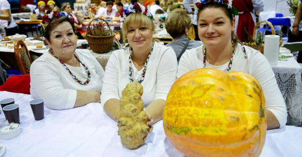 Ważący 1668 gramów ziemniak największą pyrą regionu