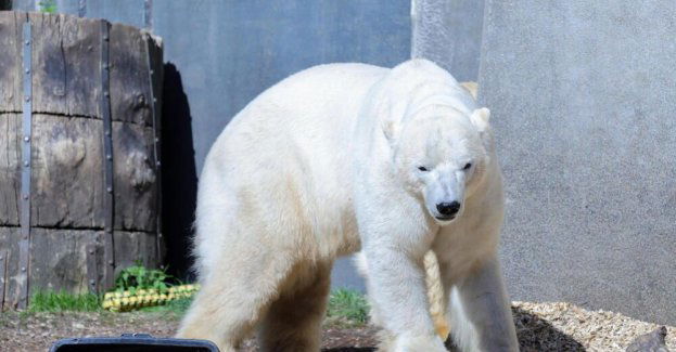 Warszawskie misie polarne będą miały większy wybieg i na dodatek basen