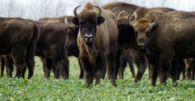 Branża turystyczna chce zwolnień z podatków w związku ze strefę buforową