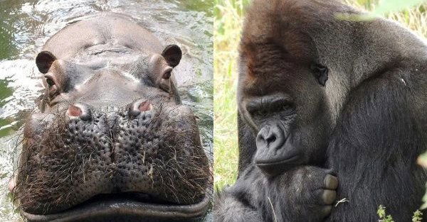 Wielki finał w Warszawskim ZOO: Hugo czy Azizi?