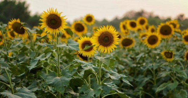 Dożynki wojewódzkie 2024 w Grudziądzu
