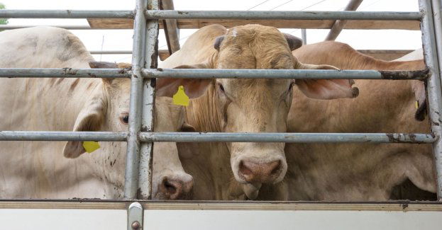 Z powodu zagrożenia pryszczycą skontrolowano 933 transporty zwierząt