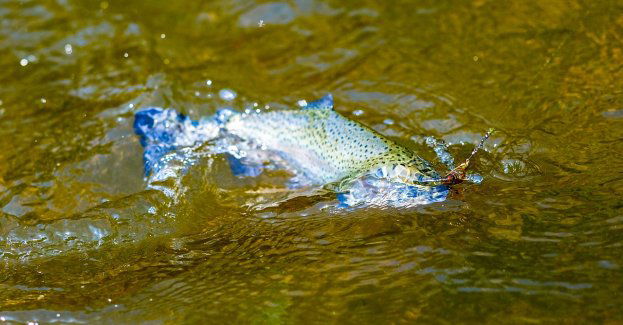 Rusza akcja zarybiania i sprzątania Odry