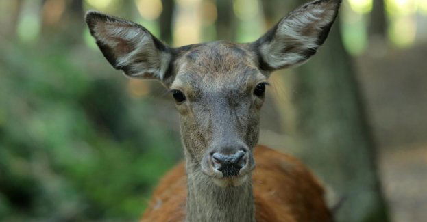 Nagroda finansowa za wskazanie sprawcy zastrzelenia ciężarnej łani