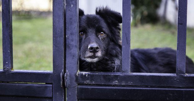 Zarzuty w sprawie zagryzienia siedmioletniej dziewczynki przez psy