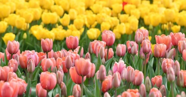 W łódzkim ogrodzie botanicznym kwitnie ponad 50 tys. tulipanów