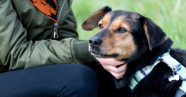 Zwierzęta zmieniają nasze życie na lepsze - Mars Polska wspiera programy adopcyjne, edukacyjne i terapeutyczne