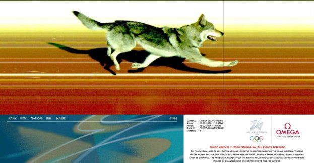 Igrzyska olimpijskie pełne technicznych nowinek. Przekonał się o tym nawet pies, który finiszował na mecie biegu narciarskiego