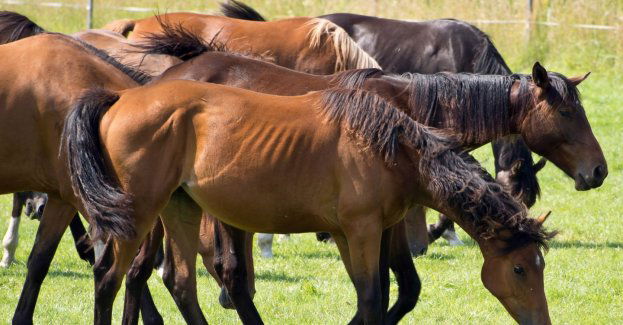 Nietypowa interwencja policji; mundurowi pilnowali koni