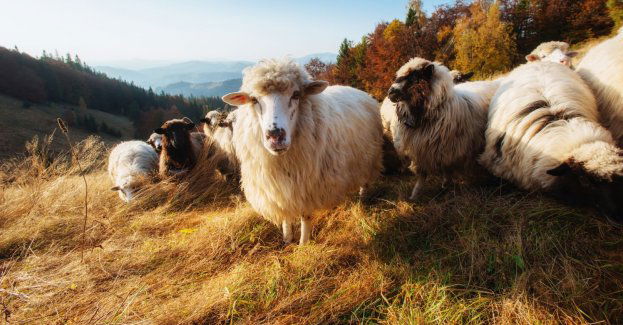 2 mln zł na wypas owiec i ochronę bioróżnorodności polan