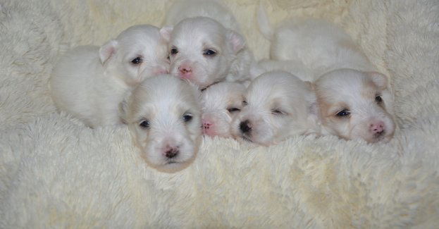 Zdaniem prokuratury kara grzywny za zakopanie żywcem trzech szczeniaków zbyt łagodna; złożono apelację