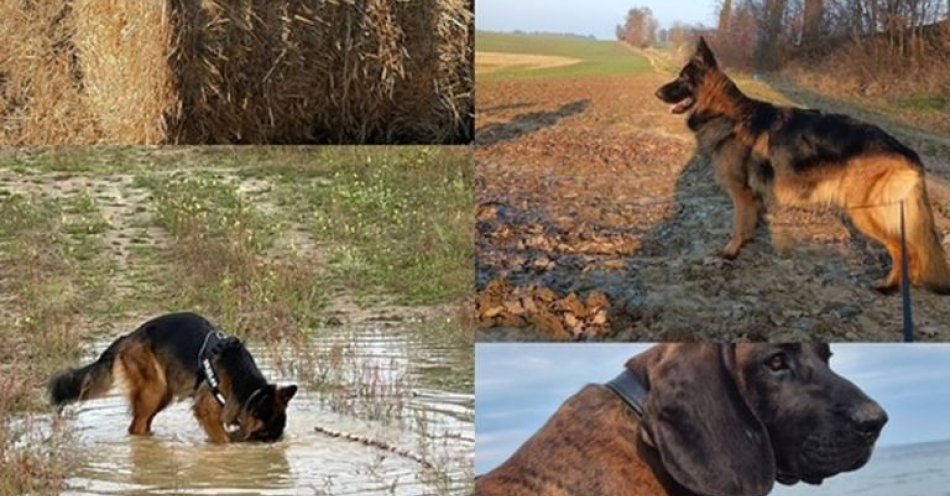 zdjęcie: Mandat za psa bez opieki. Jak uniknąć zagrożeń i kary / fot. KPP w Kwidzynie
