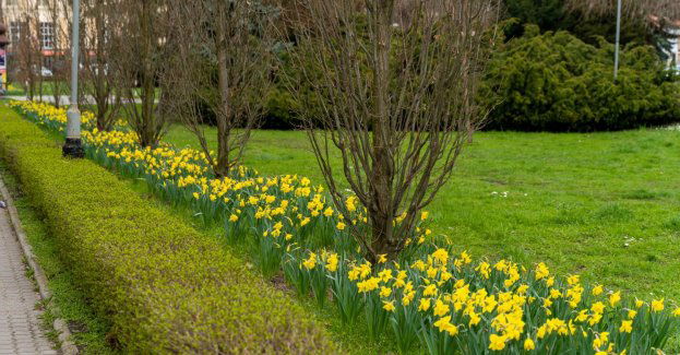 Wiosenne porządki w Rzeszowie. Trwają zamiatanie, nasadzenia i pielęgnacja zieleni