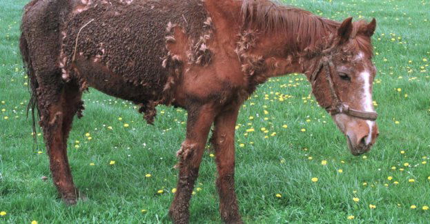 Zarzuty dla prowadzących pseudoschronisko w Hucisku