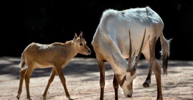W zoo zamieszkała roczna samica oryksa szablorogiego - gatunku zagrożonego