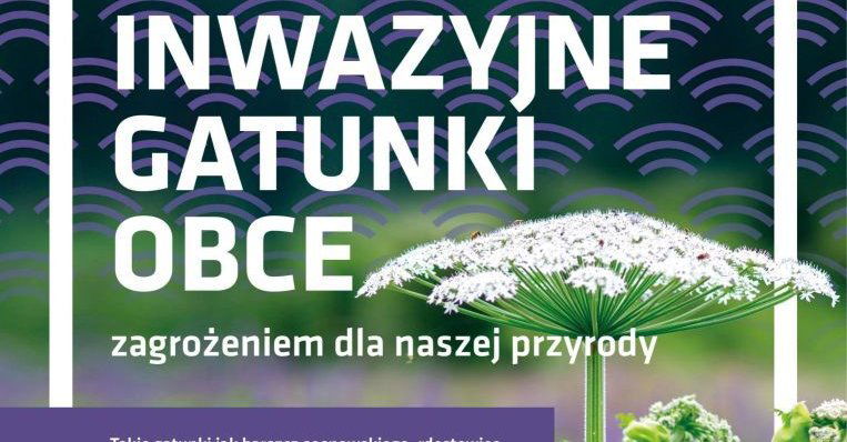 zdjęcie: Miasto skutecznie zwalcza barszcz Sosnowskiego / fot. nadesłane