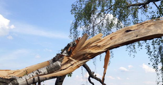 Wiatr uszkodził tysiące drzew; leśnicy apelują o ostrożność