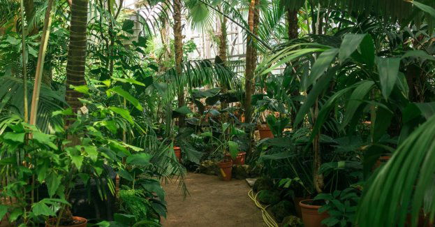 Palmiarnia Poznańska ma zostać przebudowana