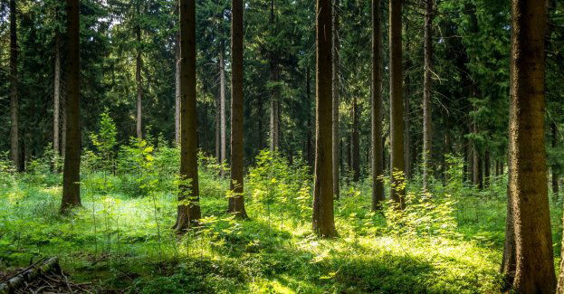 IPN odnalazł prawdopodobnie szczątki rodziny zamordowanej za ukrywanie Żydów