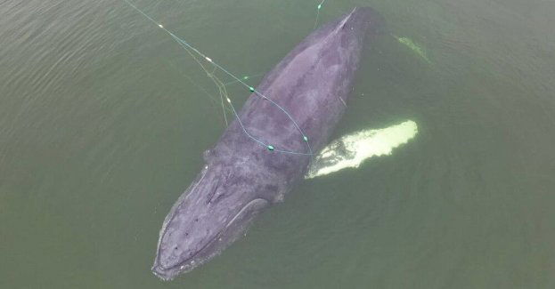 Humbak zaplątany w sieci na Bałtyku został uwolniony